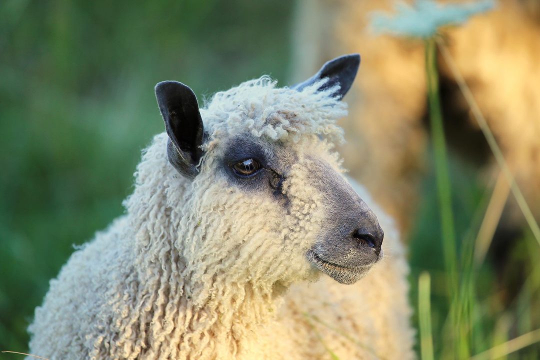 Nahaufnahme eines Schafs