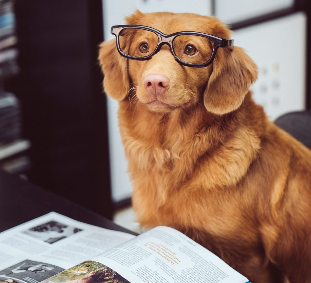 Ein Hund mit Brille liest ein Magazin